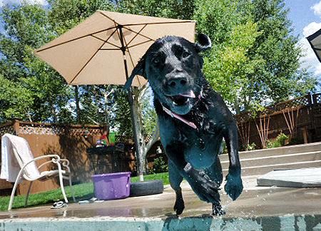 pool-dog-jump.jpg